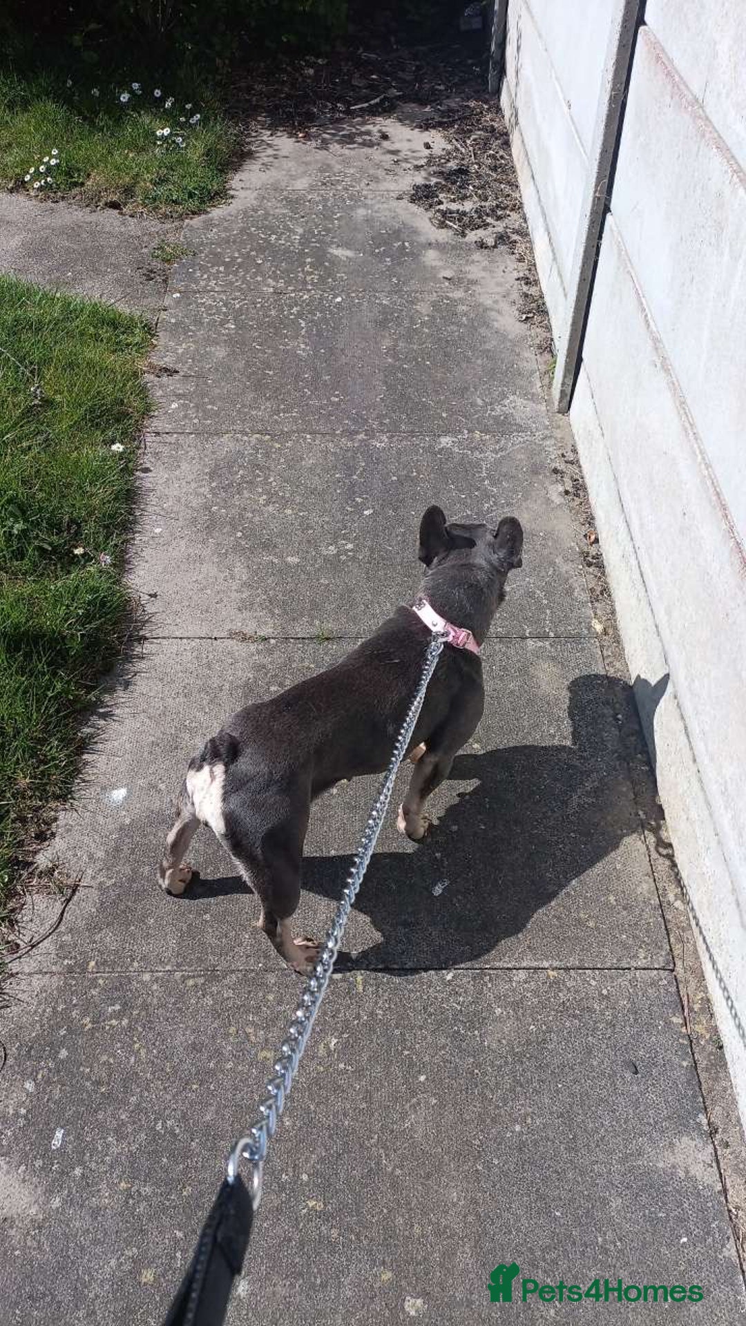 French Bulldog dogs for sale: French bulldog for sale !!! - Image 2
