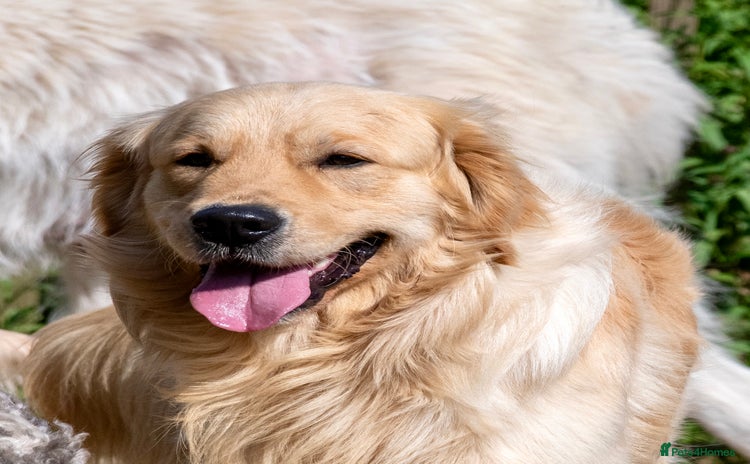 Golden Retriever dogs - Advert 7