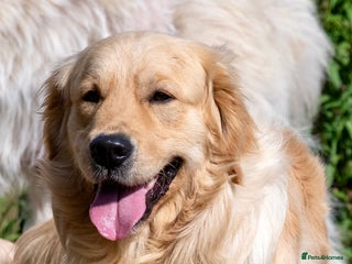 Golden Retriever dogs Golden Retriever Waiting List - Advert 9