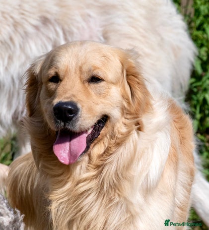 Golden Retriever dogs - Advert 1