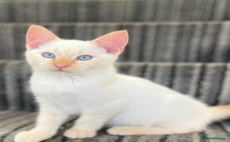 Siamese cats Siamese x ragdoll kitten 🧡🤍🧡white blue eyes  - Advert 6