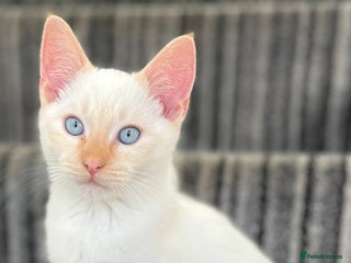 Siamese cats Siamese x ragdoll kitten 🧡🤍🧡white blue eyes - Advert 7