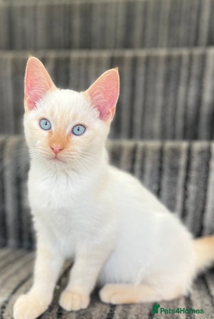 Siamese cats Siamese x ragdoll kitten 🧡🤍🧡white blue eyes - Advert 6