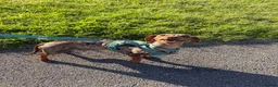 Dachshund dogs for sale: Male neutered dachshund  in Lee-on-the-Solent - Advert 4