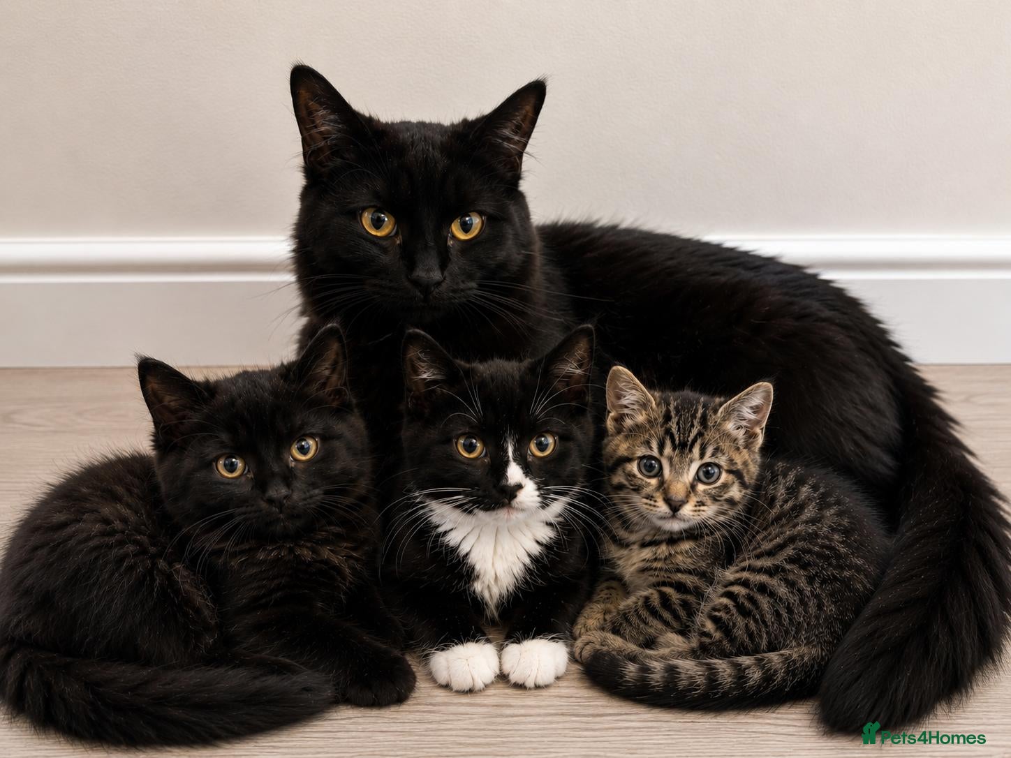 Mixed Breed cats Beautiful Kittens for sele - Advert 2