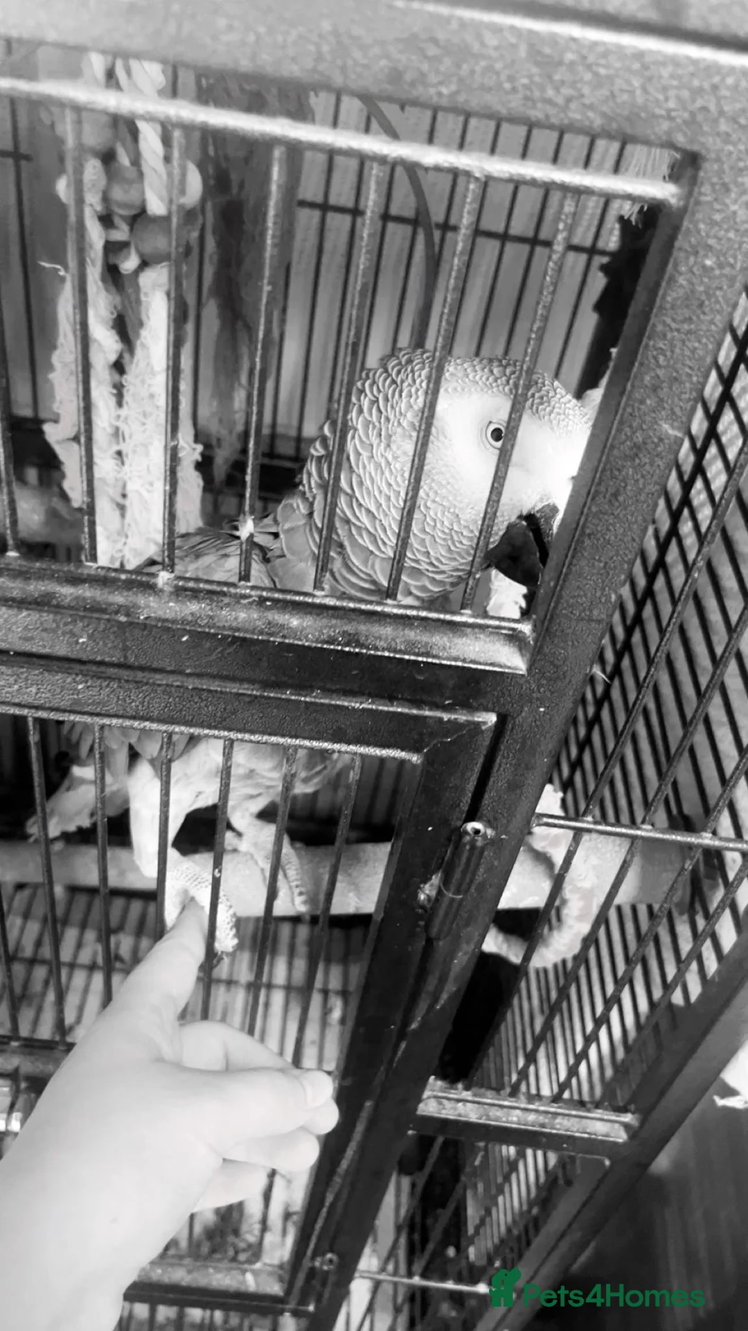 Parrots birds for sale: African grey in Nottingham - Advert 2