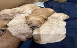 Mixed Breed dogs for sale: Cavachon Puppies for Sale  - Image 6