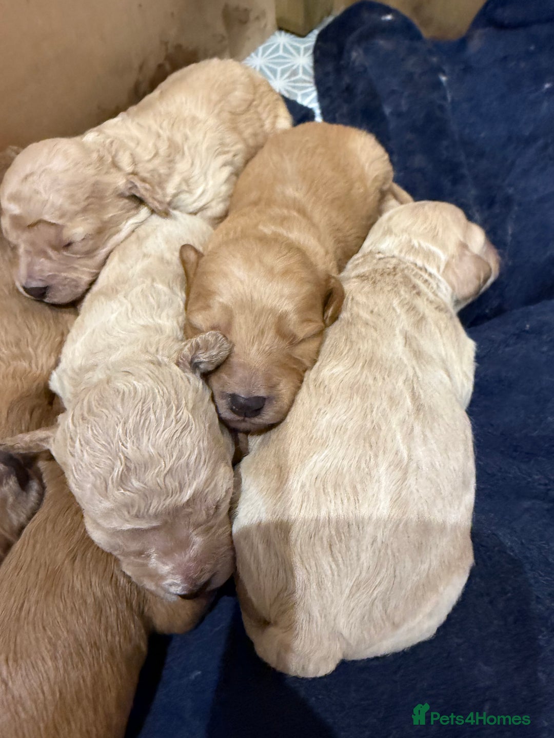 Mixed Breed dogs for sale: Cavachon Puppies for Sale  - Image 6