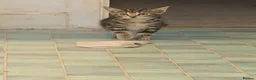 Bengal cats for sale: 2 beautiful bengal tabby girls available!  in Portsmouth - Advert 9