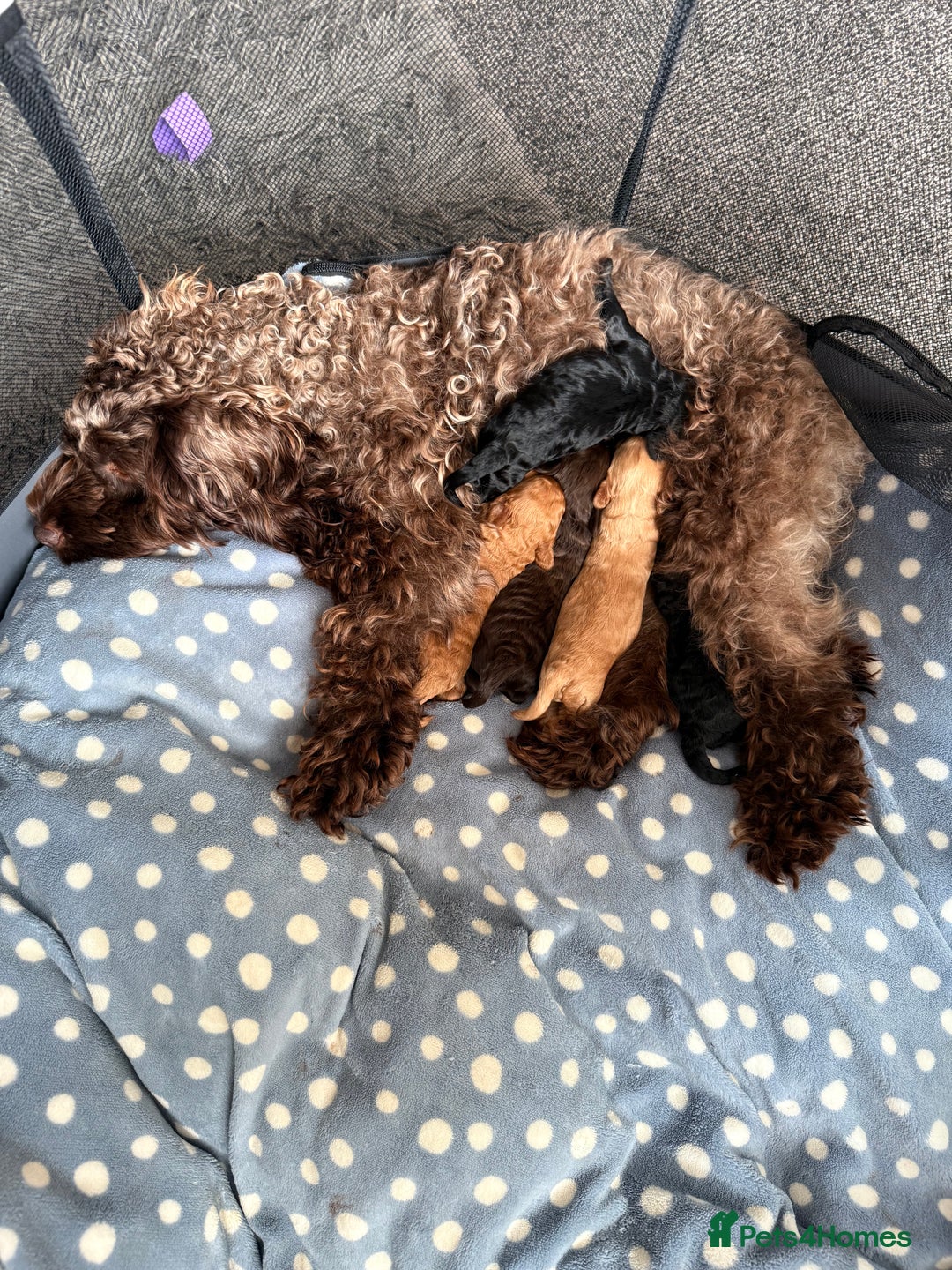 Cockapoo dogs for sale: Cockapoo f2 puppy  - Image 7