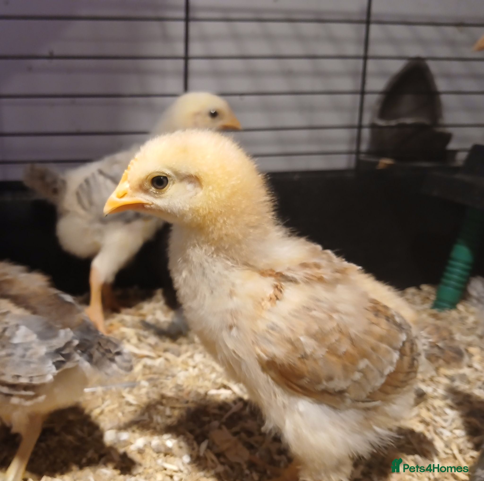 Chickens poultry Stunning Crypt Walkers and other breeds - Advert 3