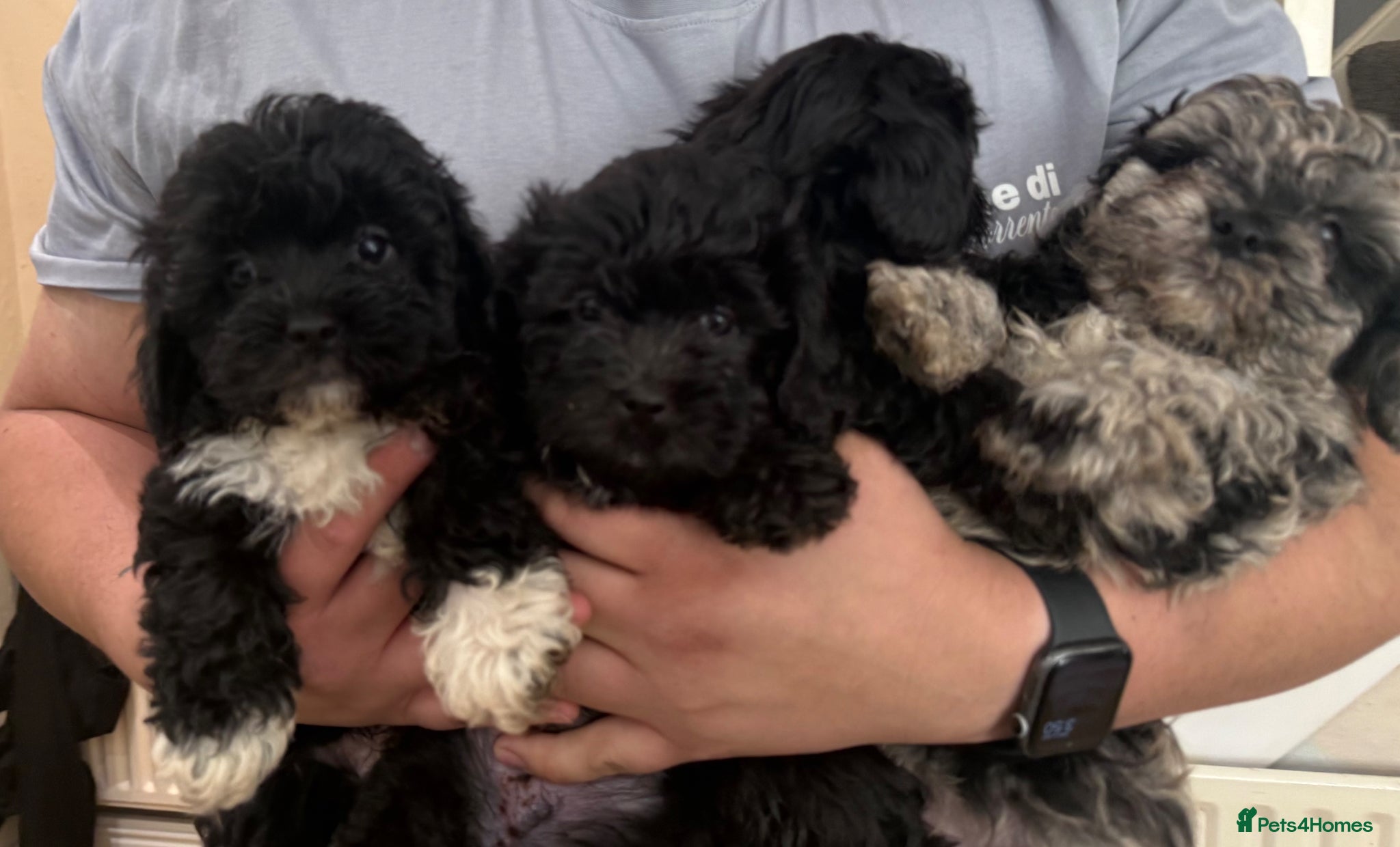 Schnoodle dogs miniature/toy schnoodle puppies  - Advert 4