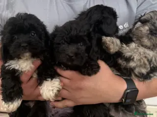 Schnoodle dogs miniature/toy schnoodle puppies - Advert 4
