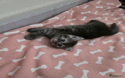Scottish Fold cats for sale: Scottish-fold/straight ears kittens grey colour - Image 18