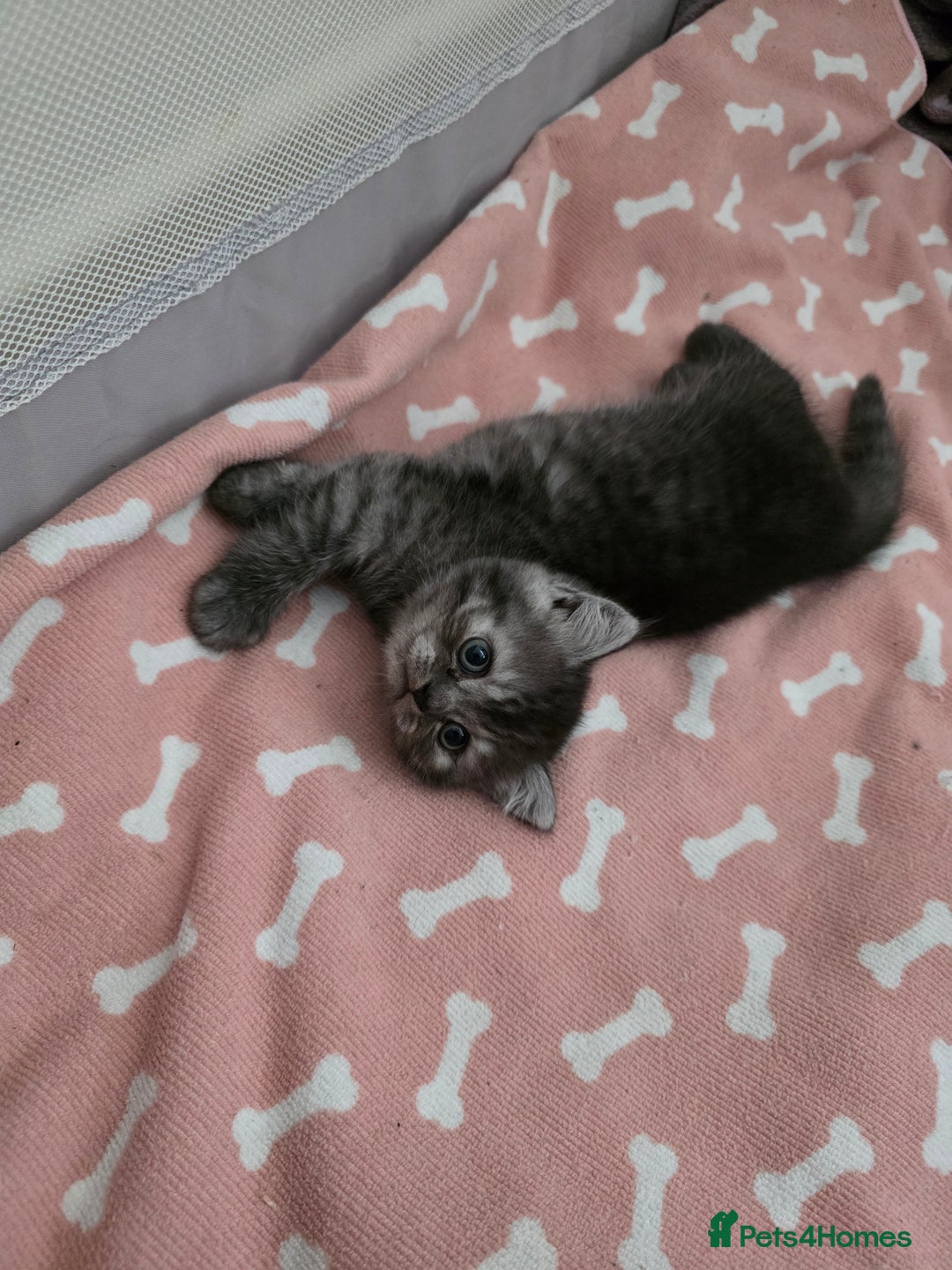 Scottish Fold cats for sale: Scottish-fold/straight ears kittens grey colour - Image 18