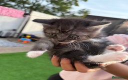 British Shorthair cats for sale: BSH KITTENS - Image 11