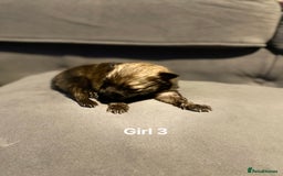 Pomeranian dogs for sale: Pomeranian pups available  - Image 19