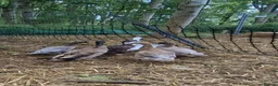 Chickens poultry for sale: Orphington chicks for sale  - Advert 7