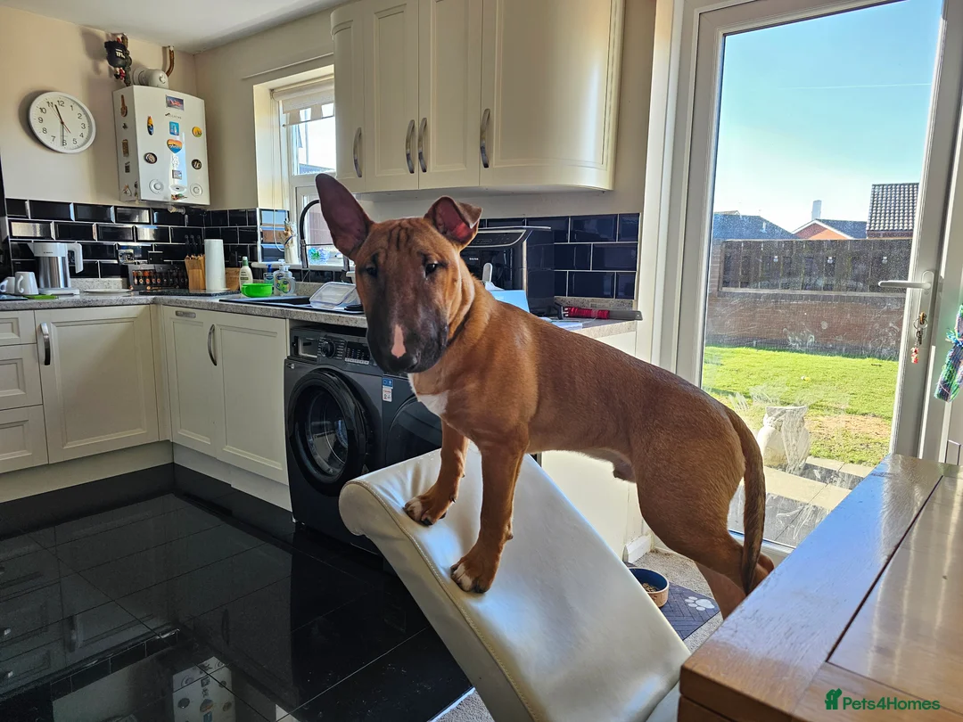 English Bull Terrier dogs for sale: Male English Bull Terrier  - Advert 5