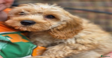 Cavapoo dogs - Advert 8