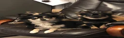 Chihuahua dogs for sale: Longhaired Chihuahua  - Advert 5