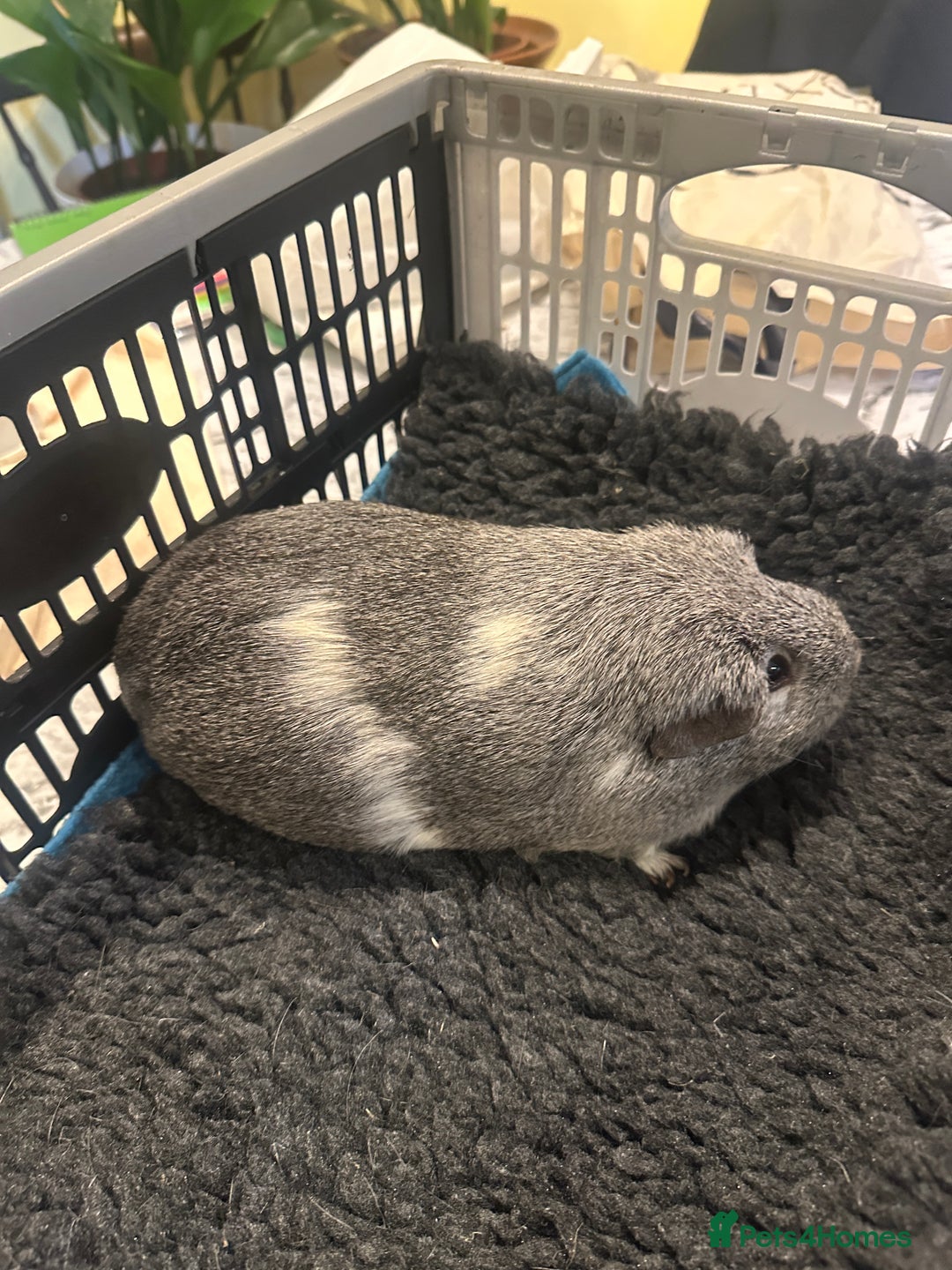 Guinea Pig rodents for sale: Guinea Pig - Advert 2