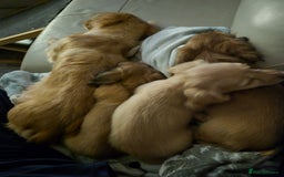 Miniature Dachshund dogs for sale: Miniature dachshunds Long haired cream KC reg  - Image 21