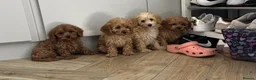 Cavapoo dogs for sale: Fully health checked stunning F1 Cavapoos - Advert 2