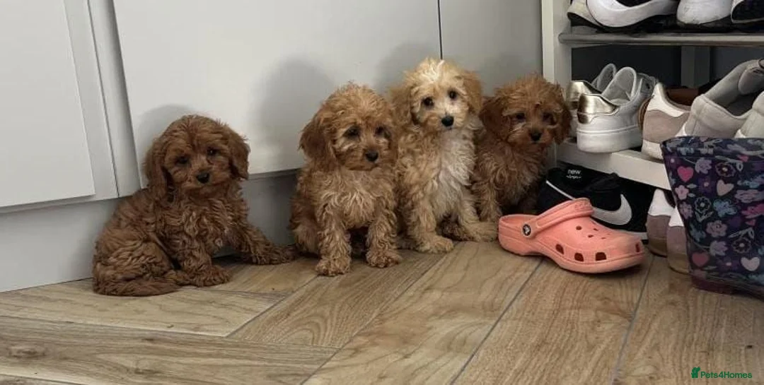 Cavapoo dogs for sale: Fully health checked stunning F1 Cavapoos - Advert 2