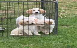 Cockapoo dogs for sale: Beautiful cockapoo pups ready now - Image 11