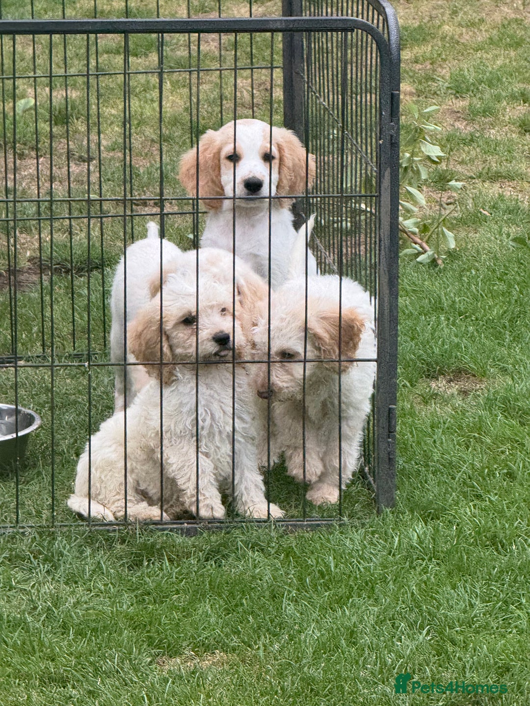Cockapoo dogs for sale: Beautiful cockapoo pups ready now - Image 11