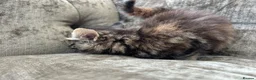 Mixed Breed cats for sale: Long haired female kittens  - Advert 15