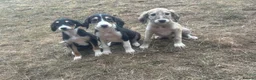 Saluki dogs for sale: Saluki puppy s  - Advert 7