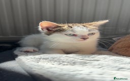 Domestic Shorthair cats for sale: 3 Kittens Aged 6mths Looking for Forever Homes  - Image 3