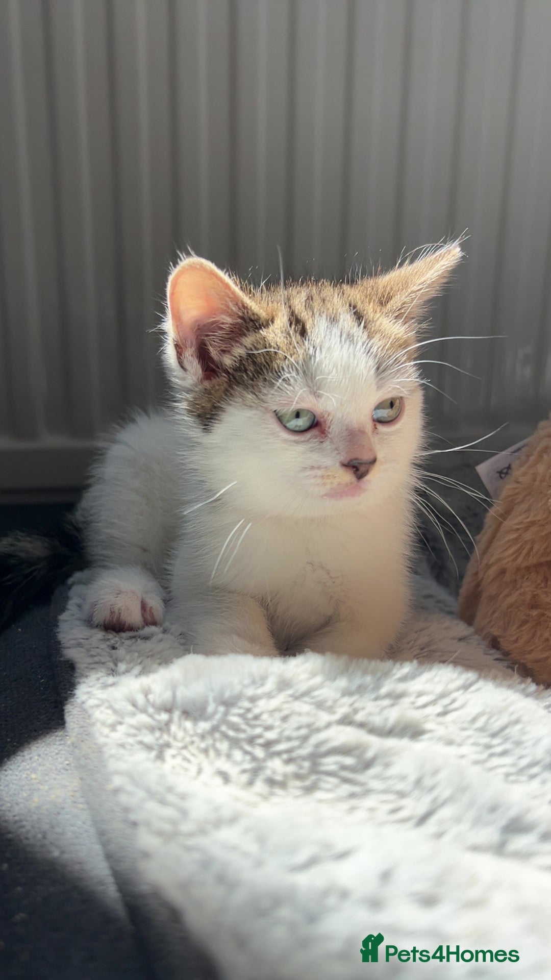 Domestic Shorthair cats for sale: 3 Kittens Aged 6mths Looking for Forever Homes  - Image 3