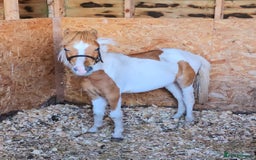 Miniature horses for sale: Pure bred American miniature horse gelding  - Image 1