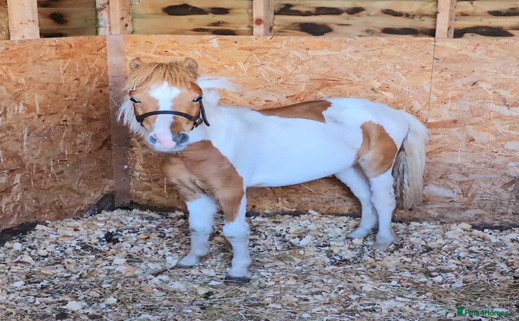 Miniature horses - Advert 4