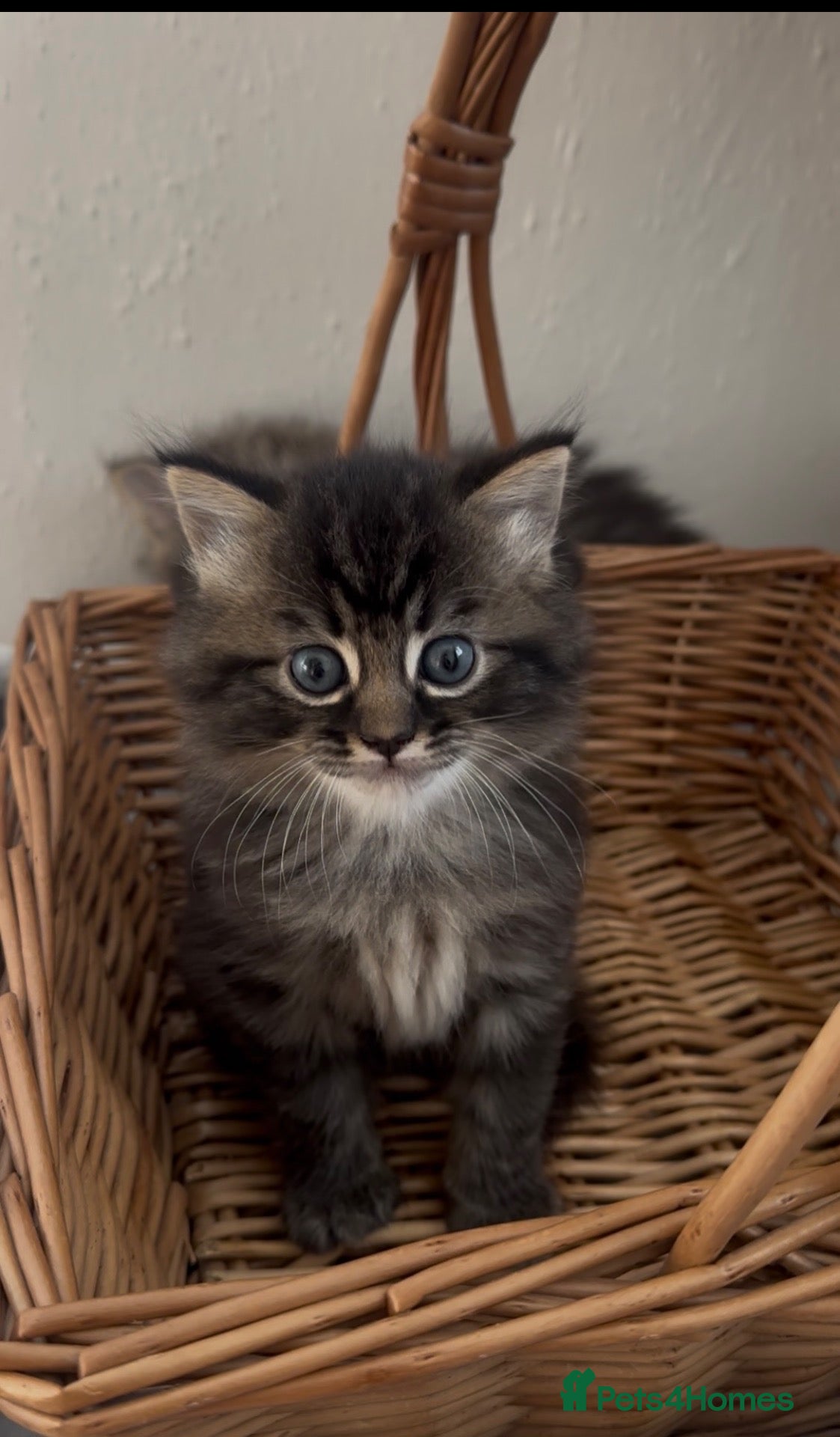 Persian cats Persian-Ragdoll Kittens - Affectionate and Fluffy - Advert 2