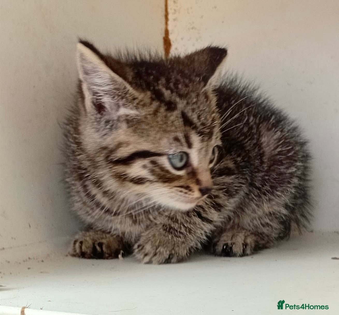 Mixed Breed cats For sale kittens  - Advert 4