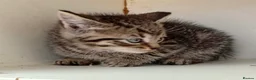 Mixed Breed cats for sale: For sale kittens  in Banbury - Advert 1