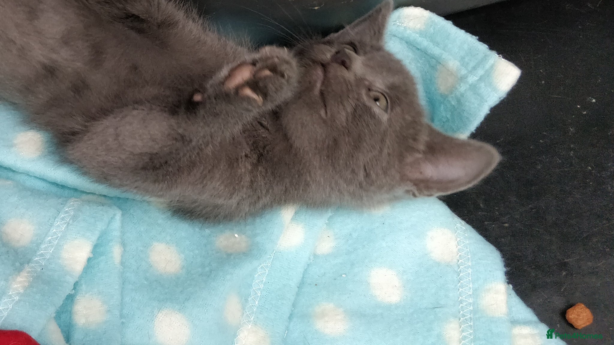 Russian Blue cats GORGEOUS 8 WEEK OLD KITTEN HYPOALLERGENIC  - Advert 4