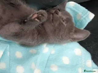 Russian Blue cats GORGEOUS 8 WEEK OLD KITTEN HYPOALLERGENIC - Advert 4