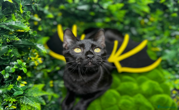 Egyptian Mau cats - Advert 1