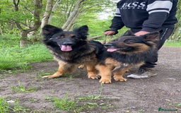 German Shepherd dogs for sale: beautiful long haired working german shepards - Image 12