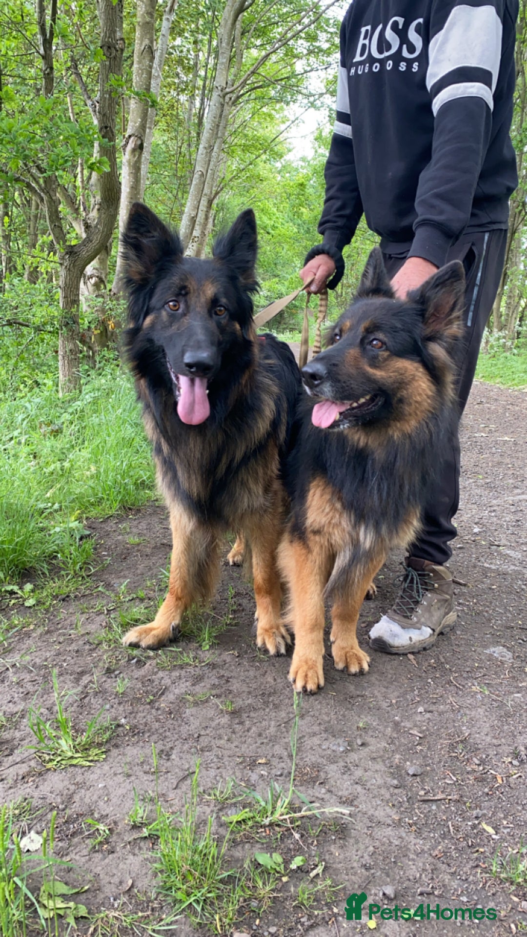 German Shepherd dogs for sale: beautiful long haired working german shepards - Image 12