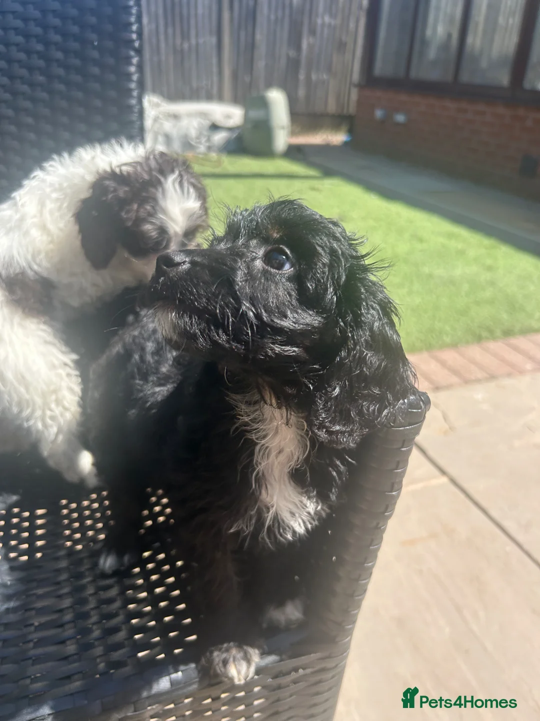 Cockapoo dogs for sale: Stunning little of 6 cockapoo puppies  - Advert 2