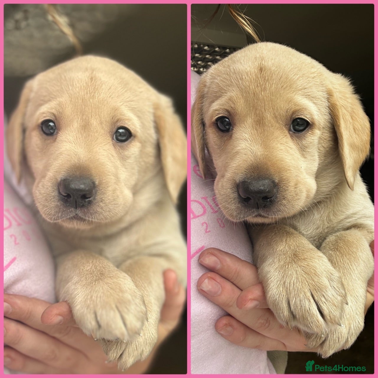 Goldador dogs *Gorgeous Goldador puppies* - Advert 1