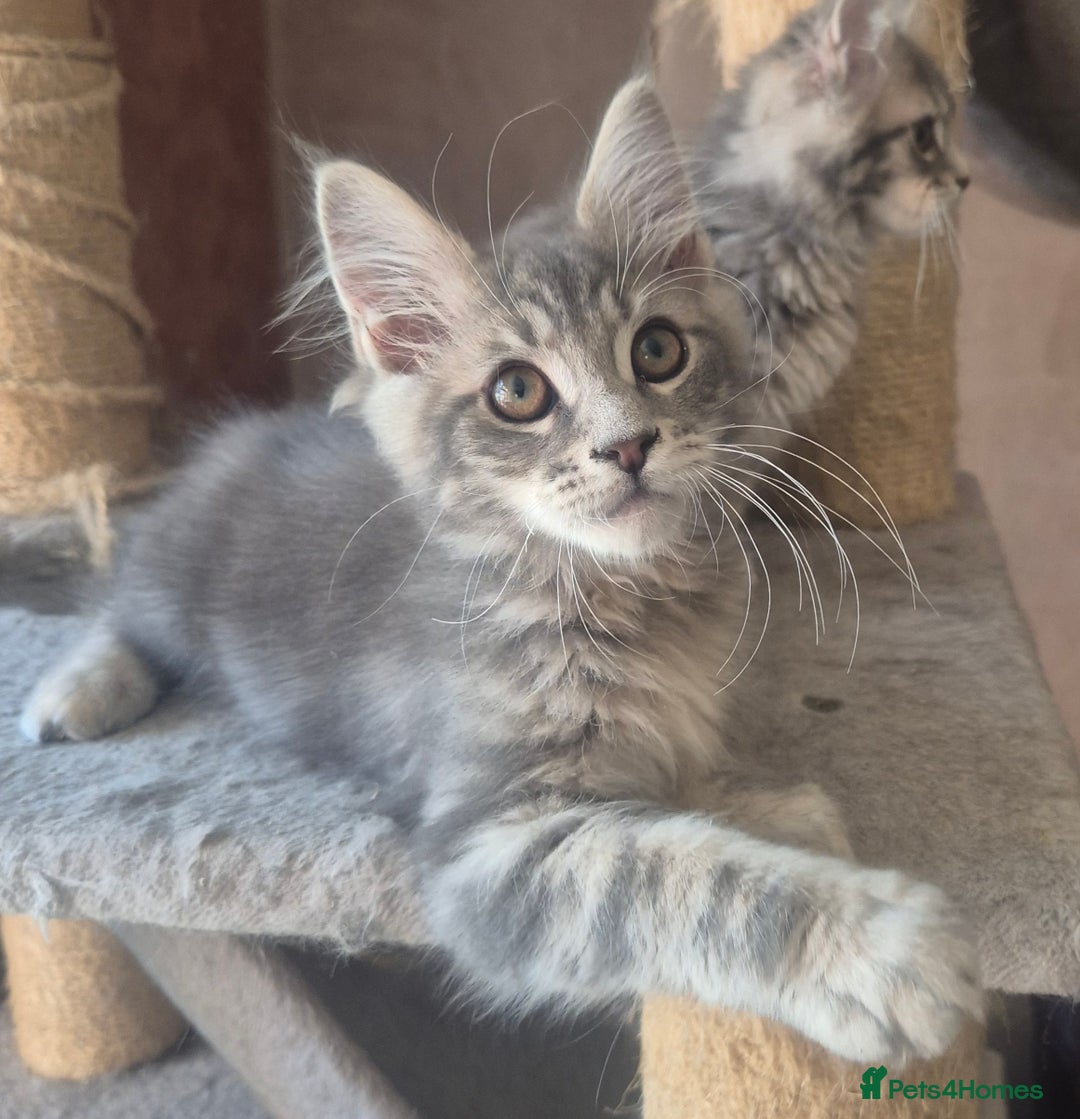 Maine Coon cats for sale: Beautiful Maine Coon kittens  - Image 11
