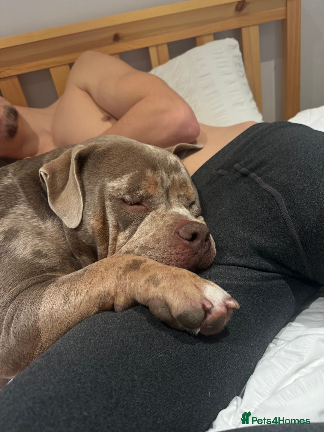 American Bully dogs for sale: Pocket bully🐾 - Image 1