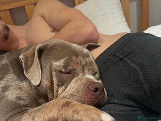 American Bully dogs - Advert 27